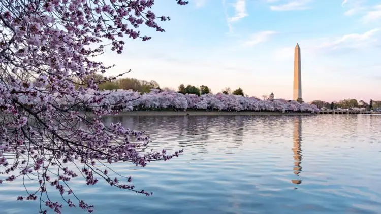 br waspy cherry blossom 31328 wide hor